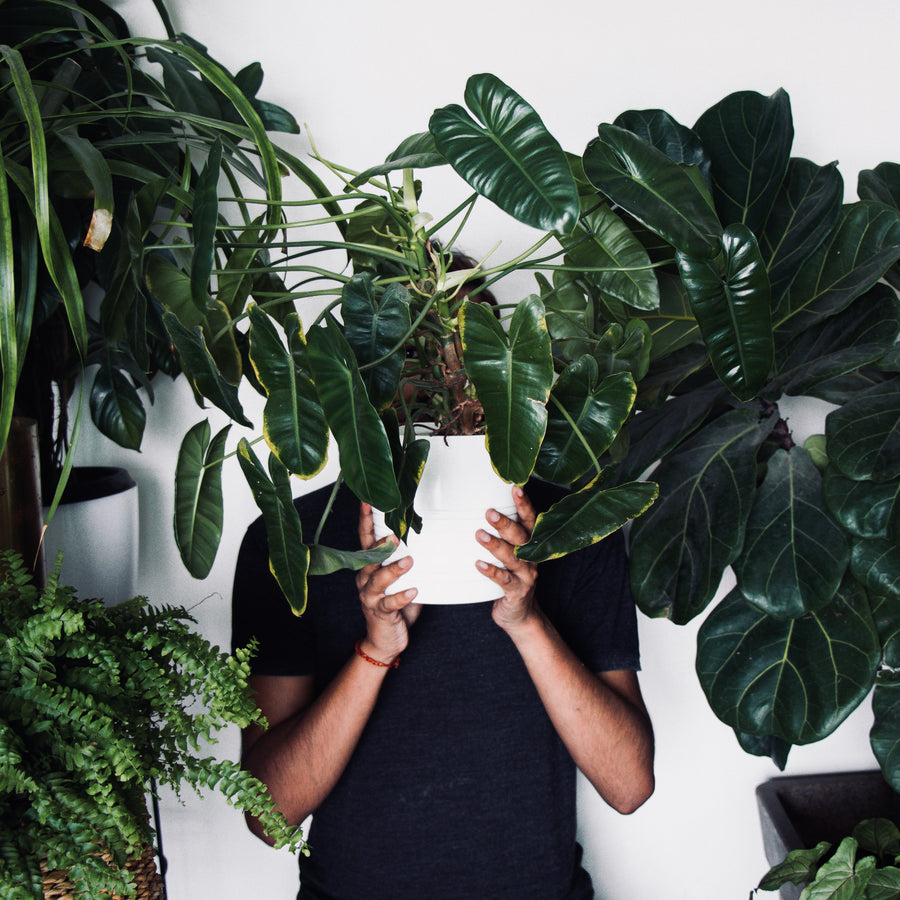 Go Green! 4 Indoor Plants with Serious Air-Quality Benefits